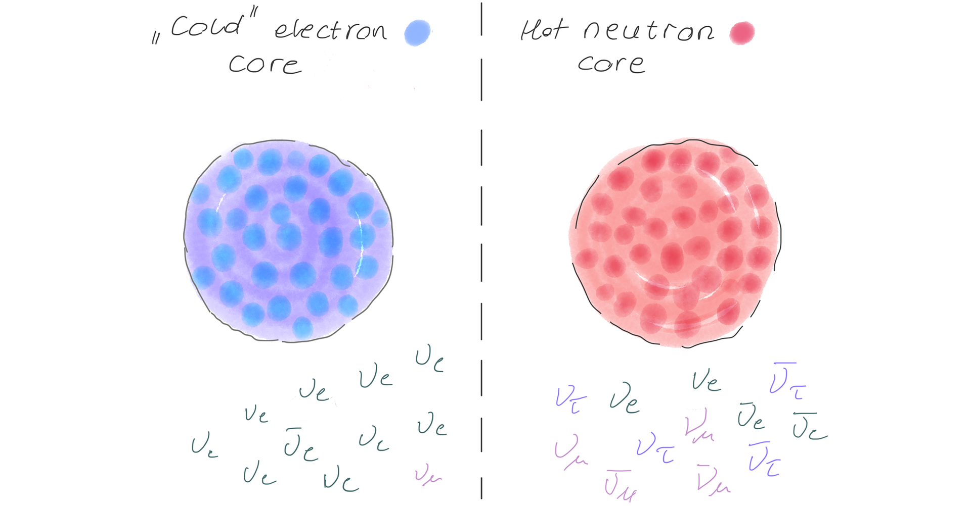 Left: With standard neutrino interactions, the collapsing star's core stays cooler, neutrinos remain mostly electron flavor, and a neutron star often forms. Right: If neutrinos interact secretly, all flavors emerge, the core heats rapidly, nuclei break down, and a black hole may result instead.