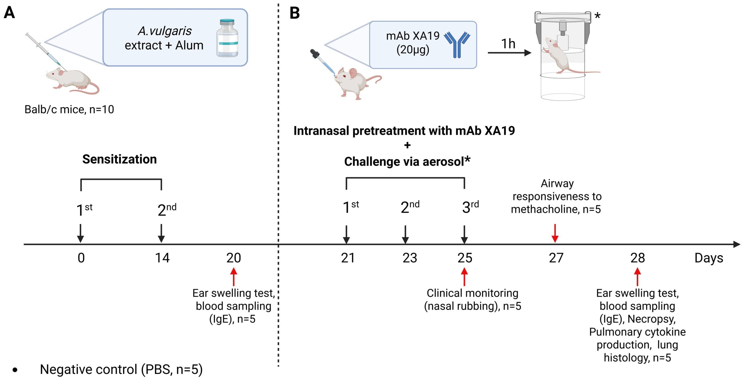 Study design. The schematic illustration shows the sensitization of mice with Artemisia vulgaris pollen extract (A), intranasal pretreatment with the monoclonal antibody XA19 and following subsequent allergen challenge (B).