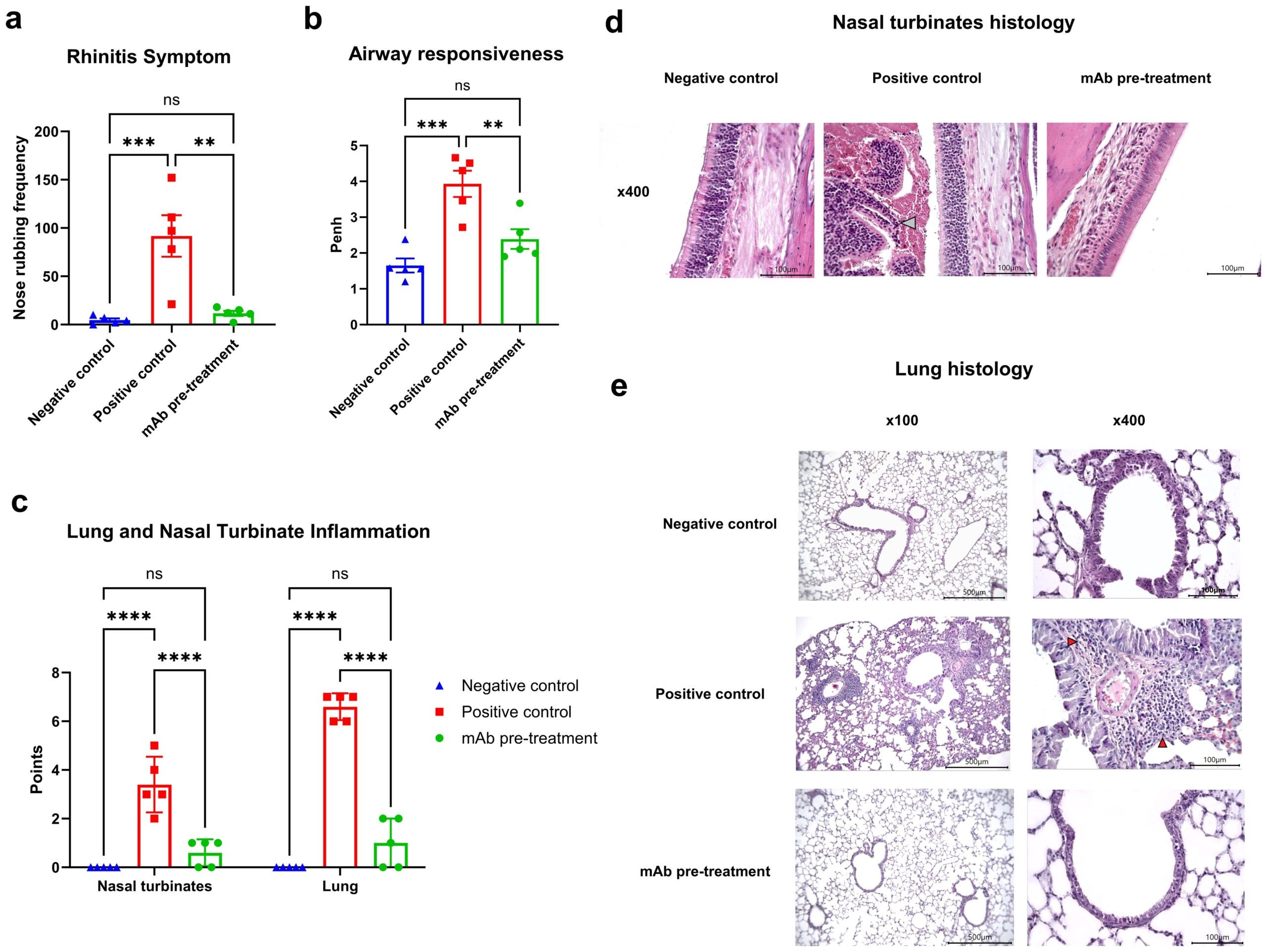 Efficacy of intranasal pretreatment with anti-A. vulgaris pollen mAb in reducing clinical and pathological respiratory signs in sensitized mice after allergen challenge.