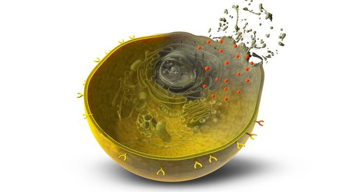 A new AI-based method can produce specially designed proteins in just a few weeks that can arm the T cells in the body's immune system to attack and kill cancer cells