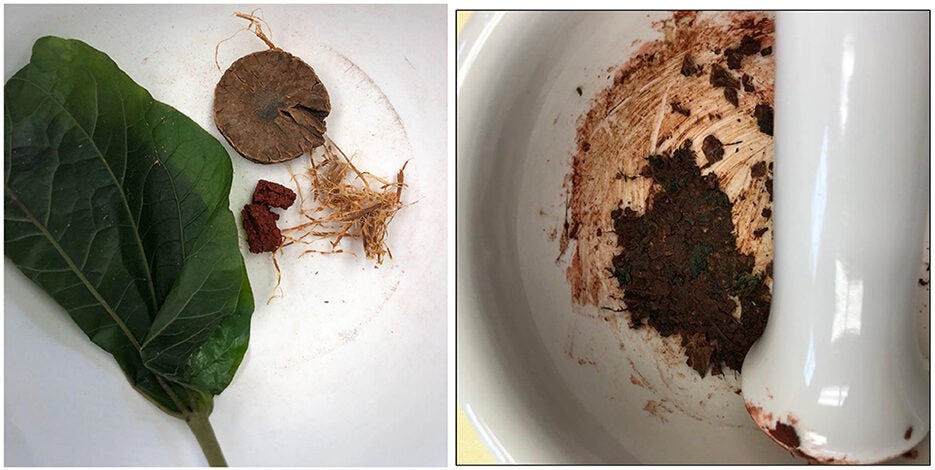 (A) Modern betel quid ingredients-Piper betle leaf, areca nut (Areca catechu L.), limestone paste, tobacco (Nicotiana tabacum L.), and Senegalia catechu bark filaments; (B) red liquid produced after chewing betel quid