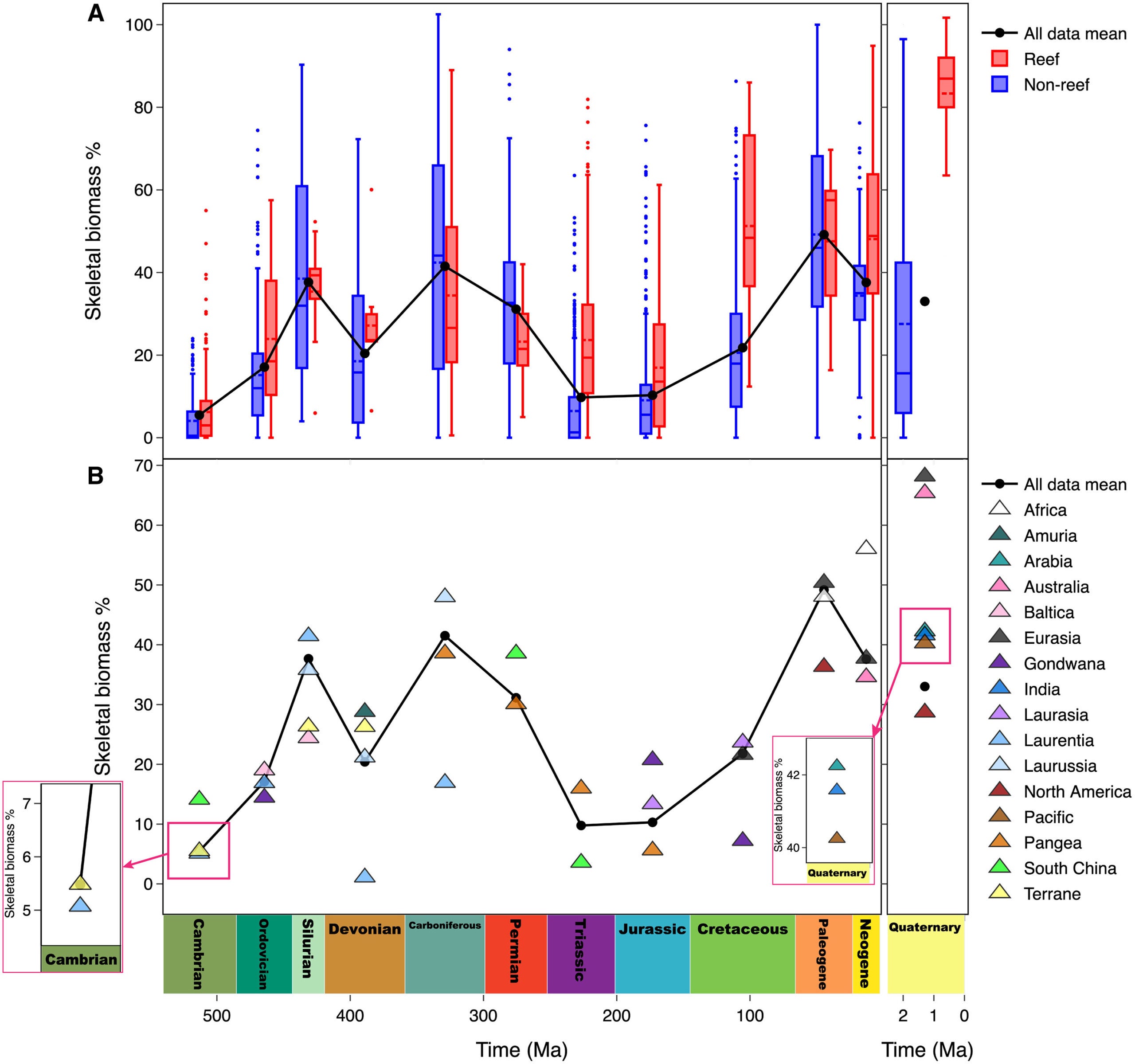 Environmental and spatial distribution of marine skeletal biomass across the Phanerozoic
