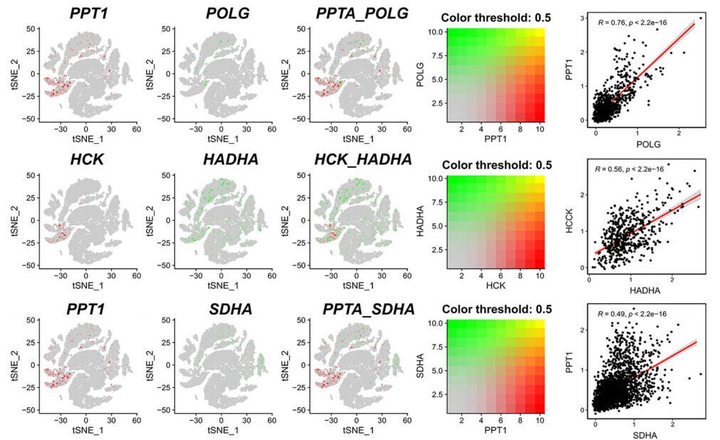 Gene co-expression of mitochondria-related genes with key genes in single-cell data and the co-expressed gene correlations.