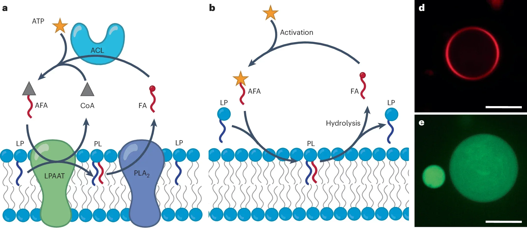 Representative illustration of a typical enzymatic metabolic cycle for native phospholipids within a biological system. 