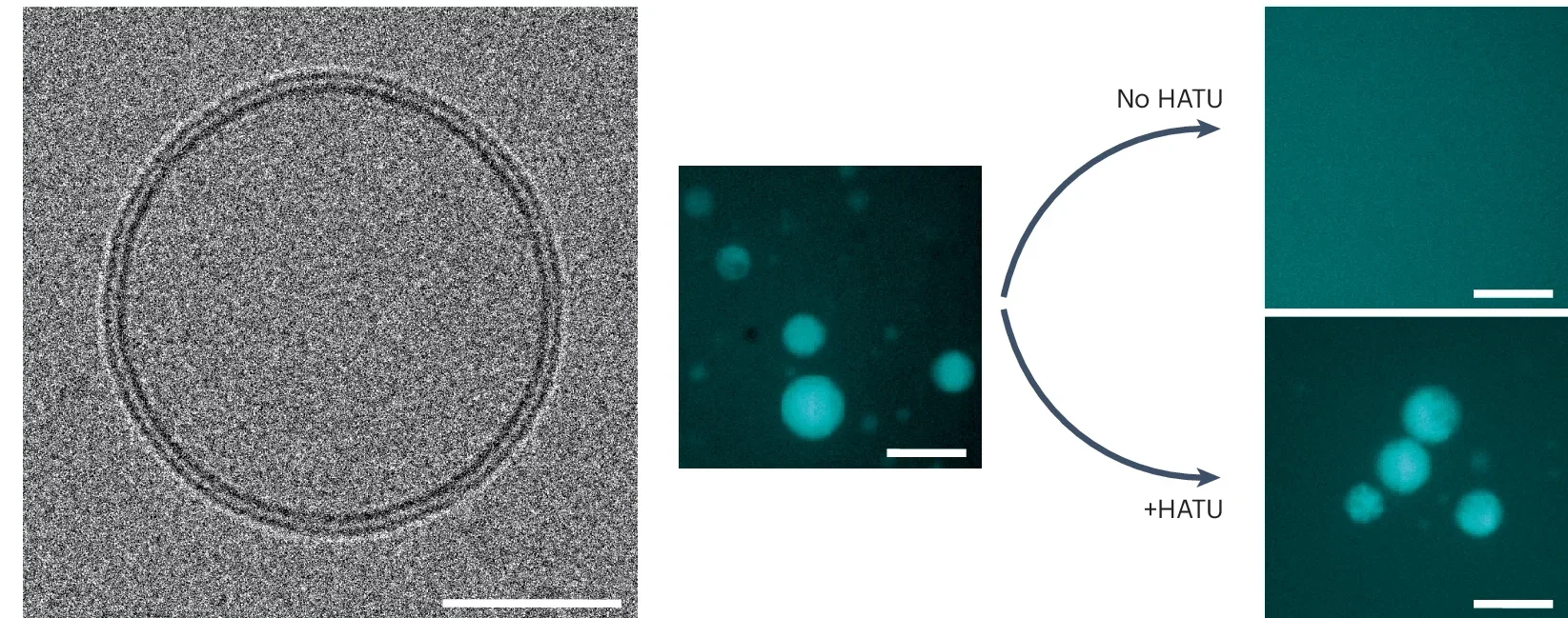  Characterization of the synthetic phospholipid metabolic network.