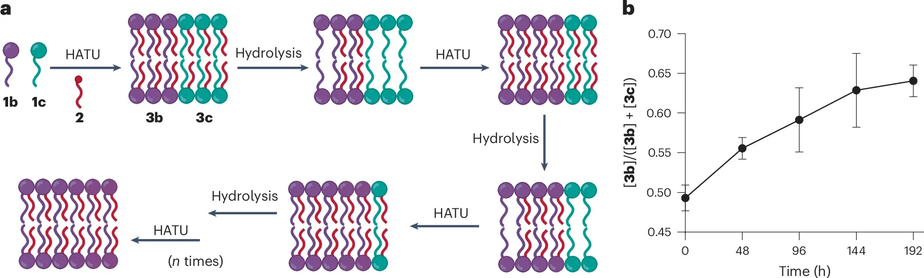 Enrichment of specific phospholipids during synthetic metabolism.