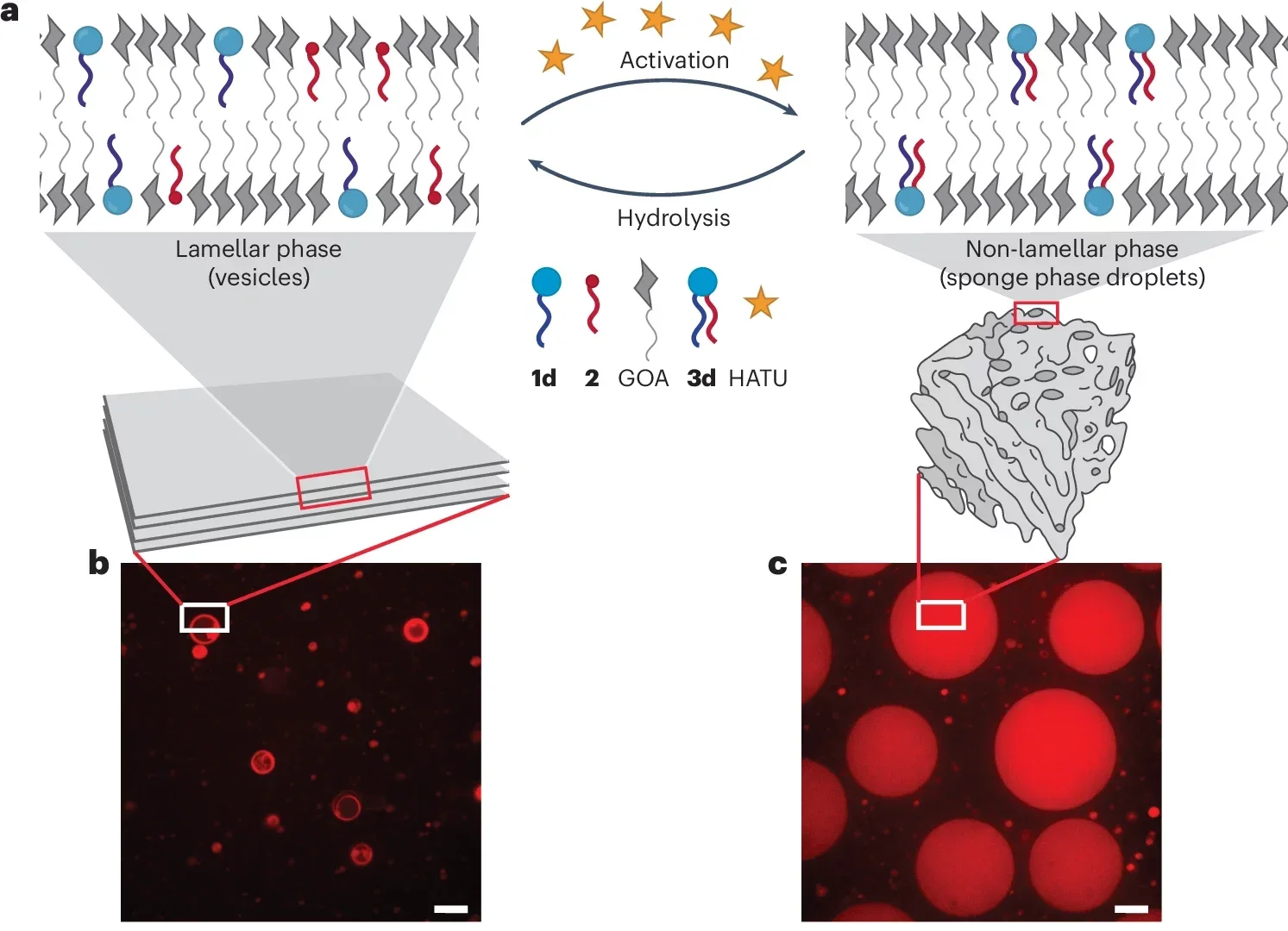 Membrane phase transitions governed by a phospholipid metabolic network.