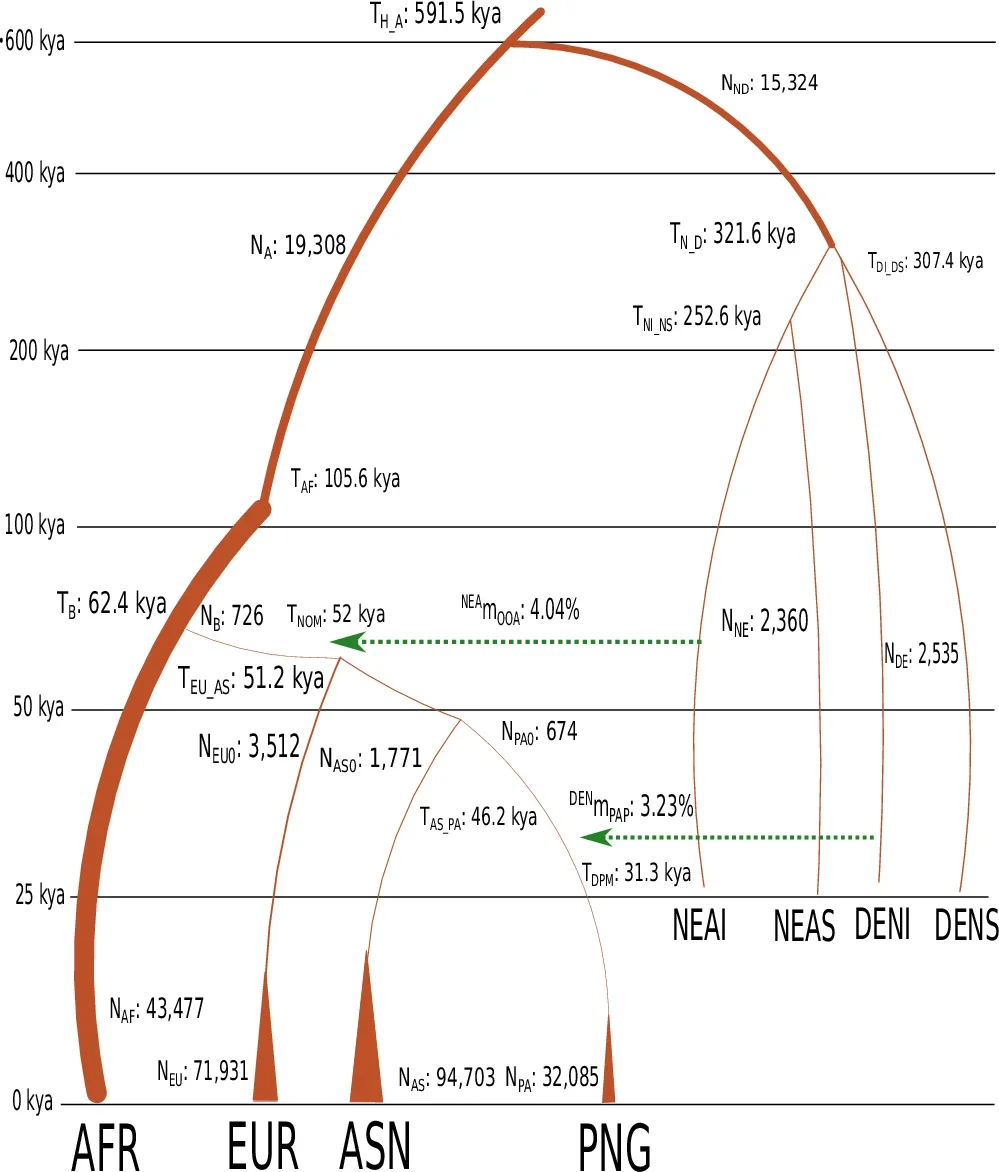 The schema of the Model A with the best fitted mean values of parameters.