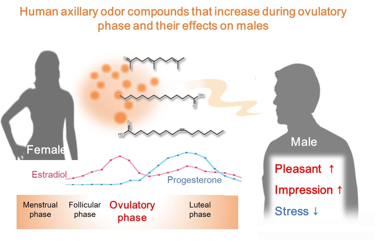 Visual representation of body odor compounds increasing during ovulation