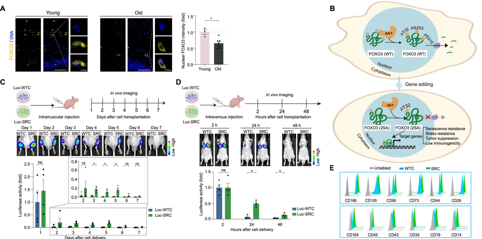 Generation and characterization of human SRCs