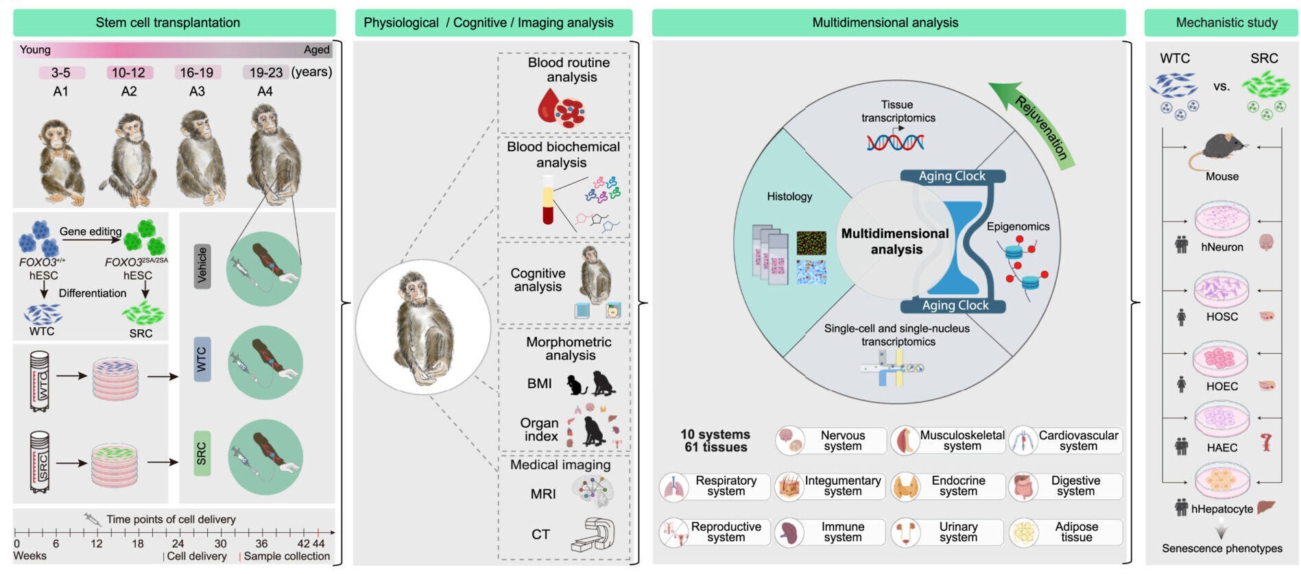 Overall evaluation of cynomolgus monkeys following multi-transplantation of human WTCs and SRCs