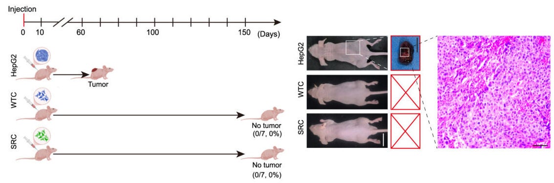 Physiological parameters of cynomolgus monkeys following multiple transplantations of human MPCs