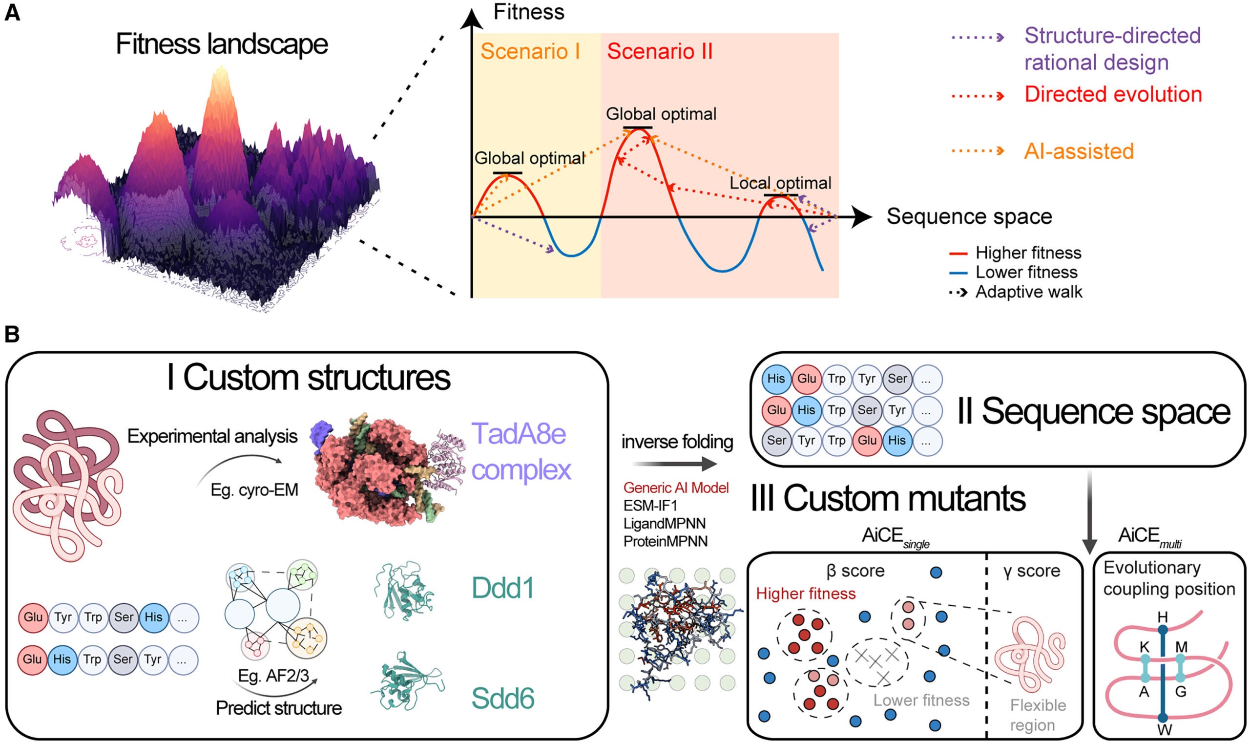 AiCE as an AI-informed approach for protein engineering

(A) Conceptual overview of structure-based, evolution-based, and AI-assisted protein engineering approaches.
(B) Schematic of the AiCE approach for the rational design of single and multiple mutations using protein inverse folding models.