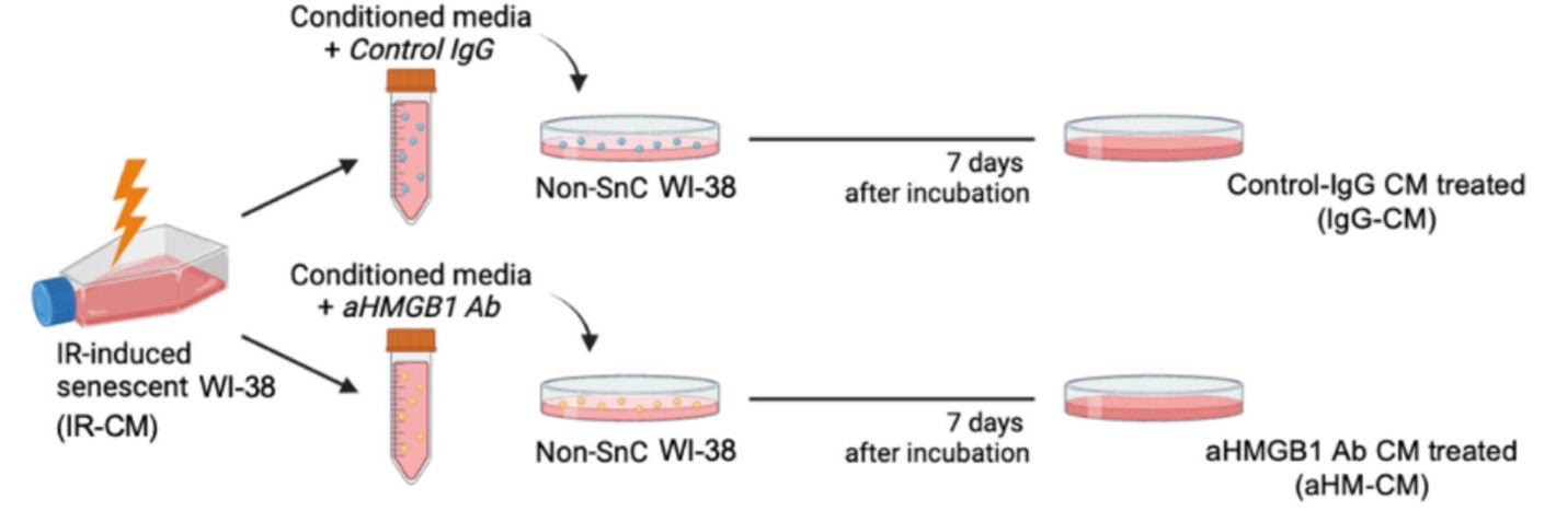 HMGB1 blocking antibodies reduce paracrine senescence.