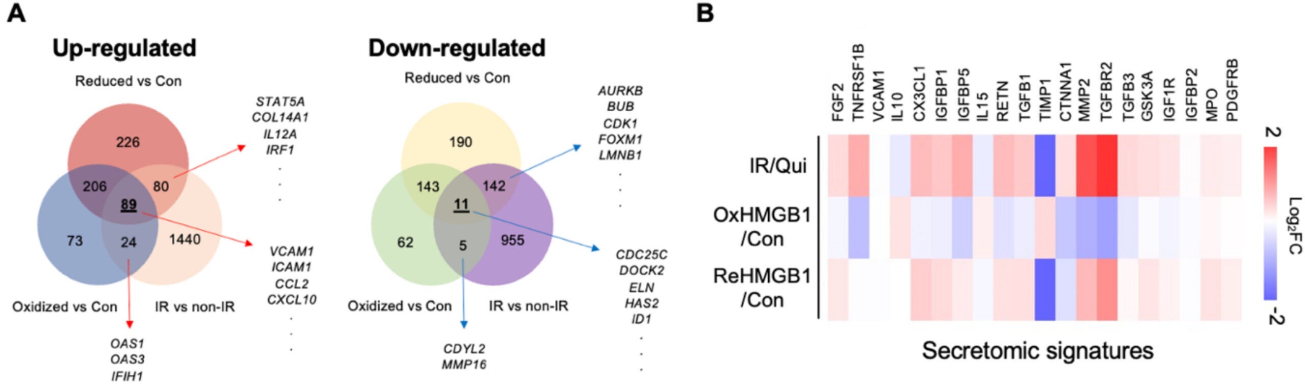 Reduced form of HMGB1 contributes to the induced paracrine effect of senescence by driving senescence-associated secretomes.