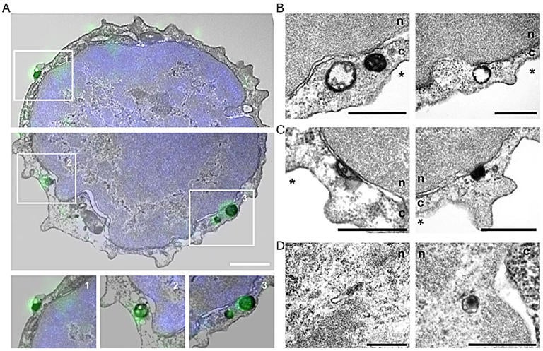 Subcellular localization of CXCR4 in erythroblasts as determined by correlative fluorescence and immune-electron microscopy.