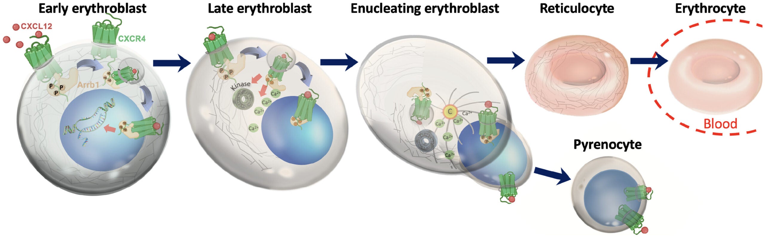 Diagram of red blood cell development.