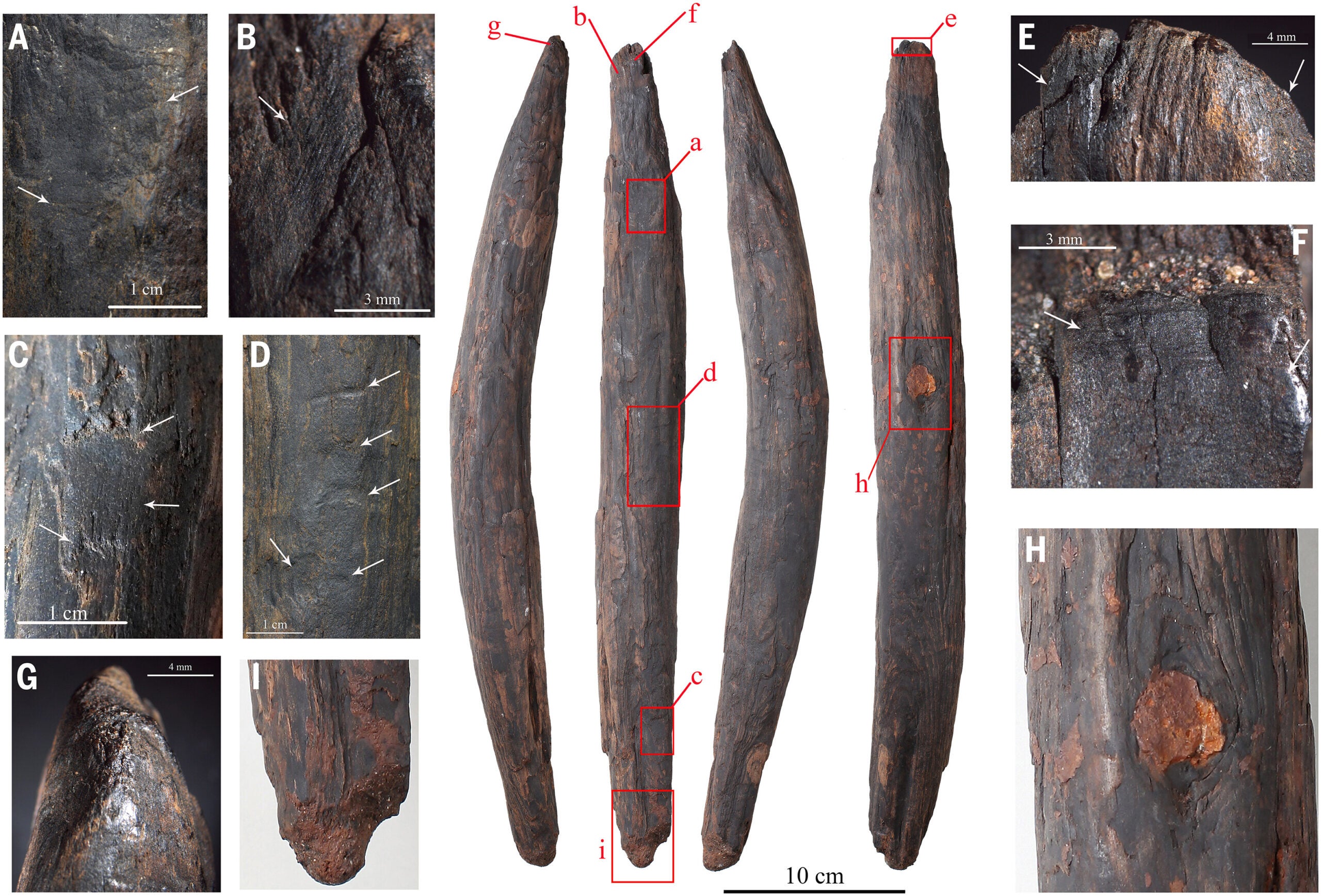 Modified wooden tool T1-1901 and shaping, use-wear marks on the object.