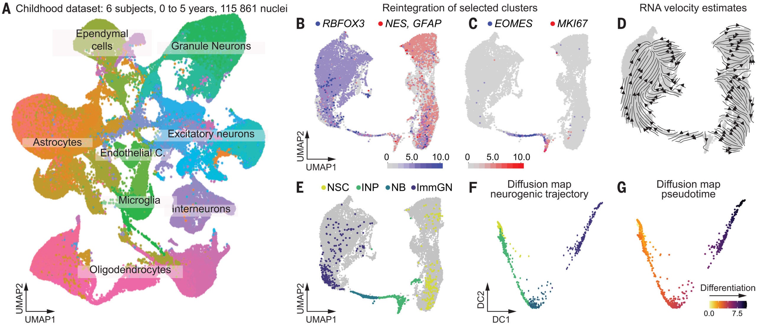 Delineation of a neurogenic trajectory in the human childhood hippocampus.