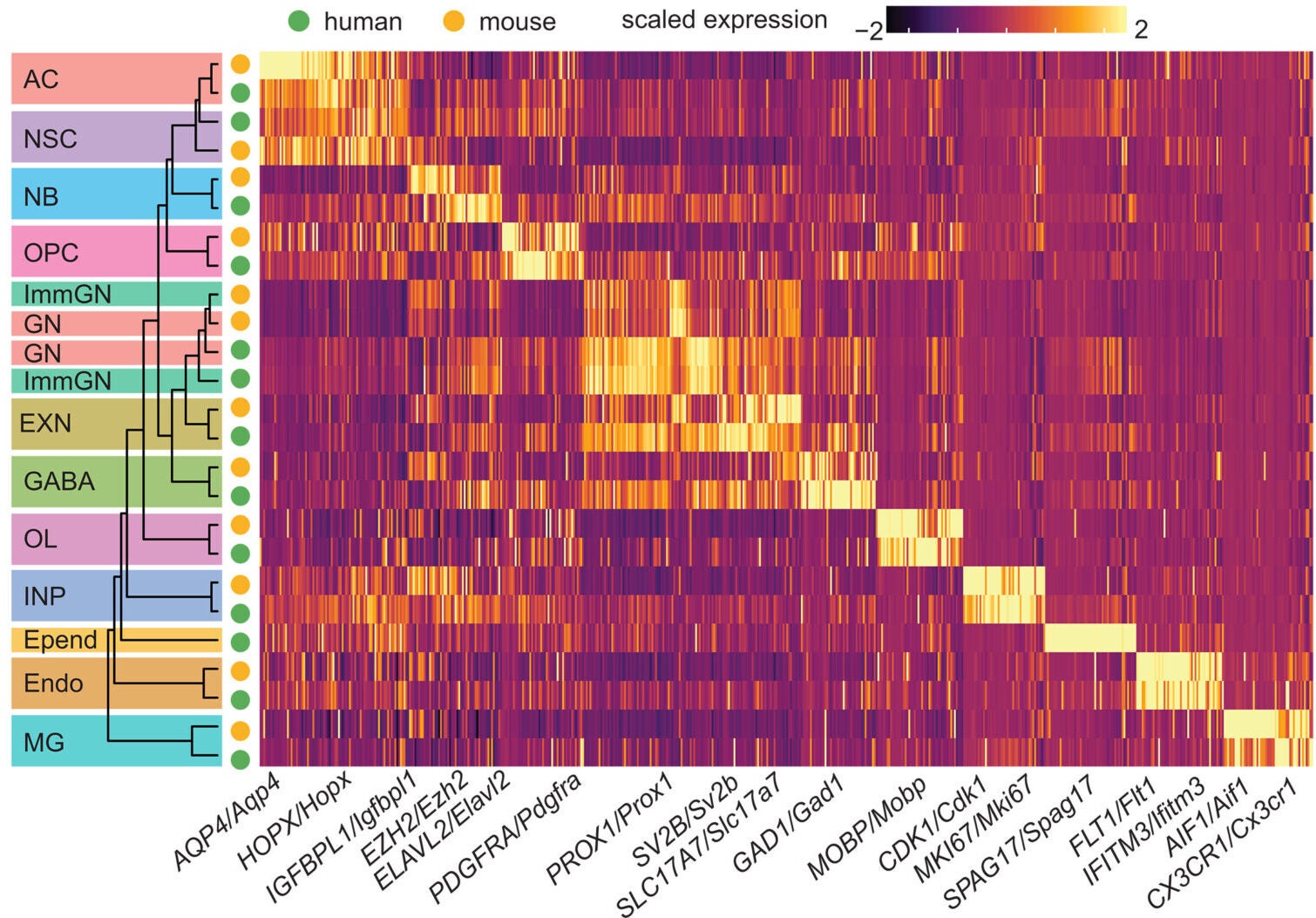 Heatmap representing the top 50 cell type markers that are conserved across species.