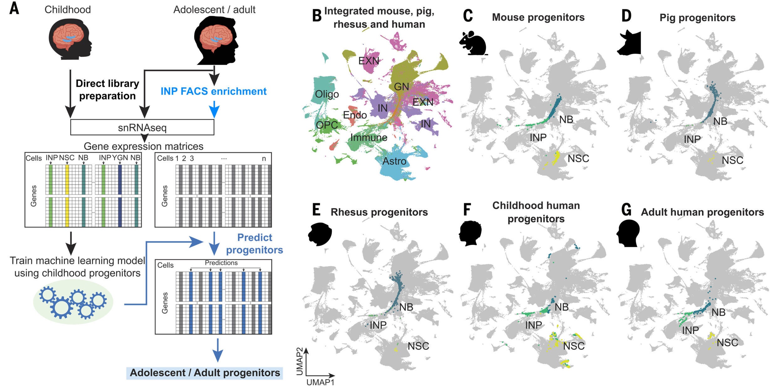 Neural progenitors in the adult human hippocampus. Scheme depicting the identification of neural progenitors in the adolescent and adult human brain.