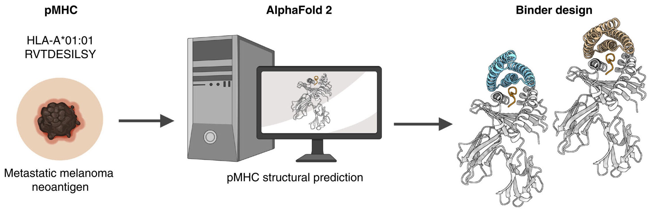De novo-designed pMHC binders facilitate T cell–mediated cytotoxicity toward cancer cells