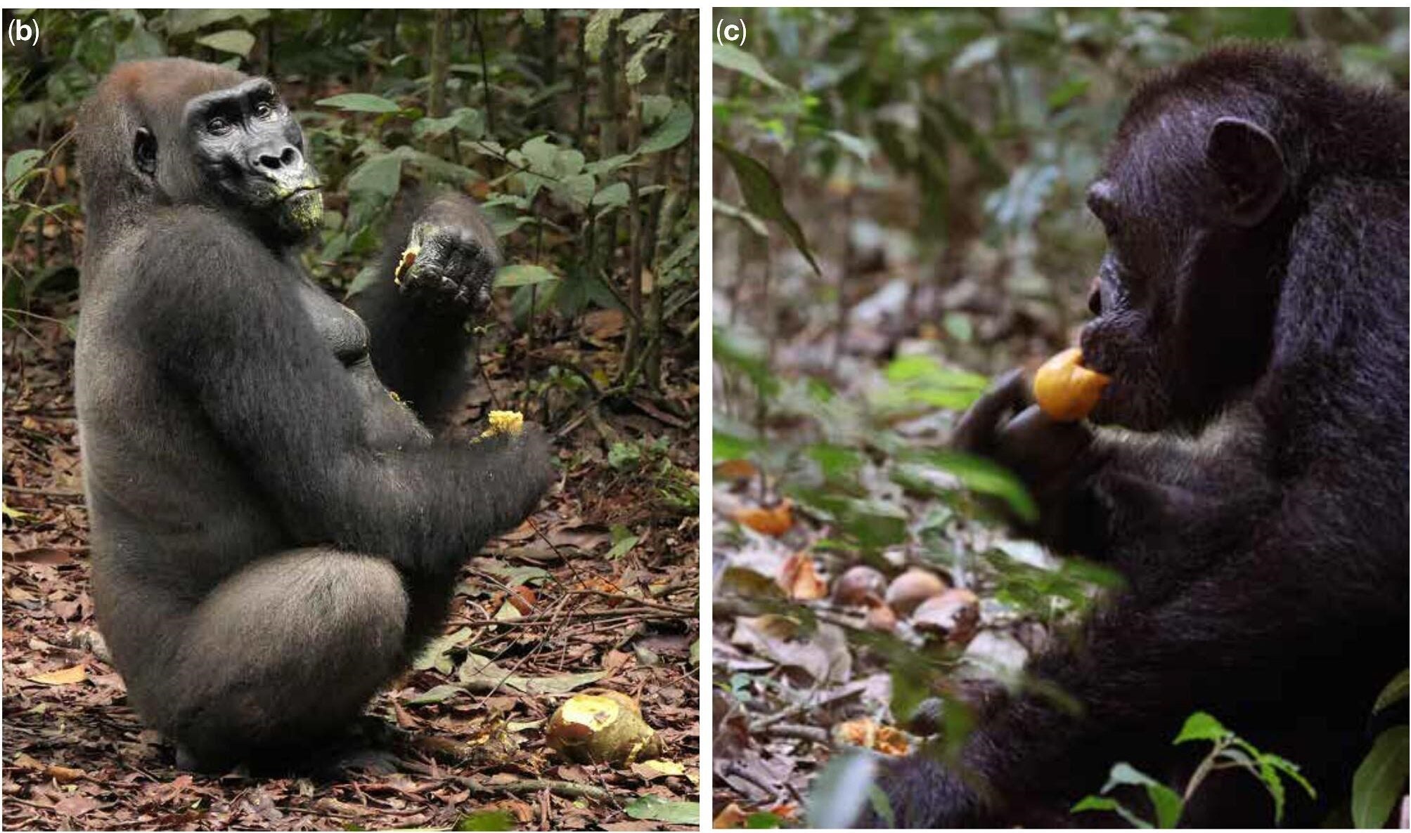 Scrumping of Pentadesma butyracea (Clusiaceae) by a western gorilla; photograph: MMR. (c) Scrumping of Gambeya albida (syn. Chrysophyllum albidum; Sapotaceae) by an eastern chimpanzee