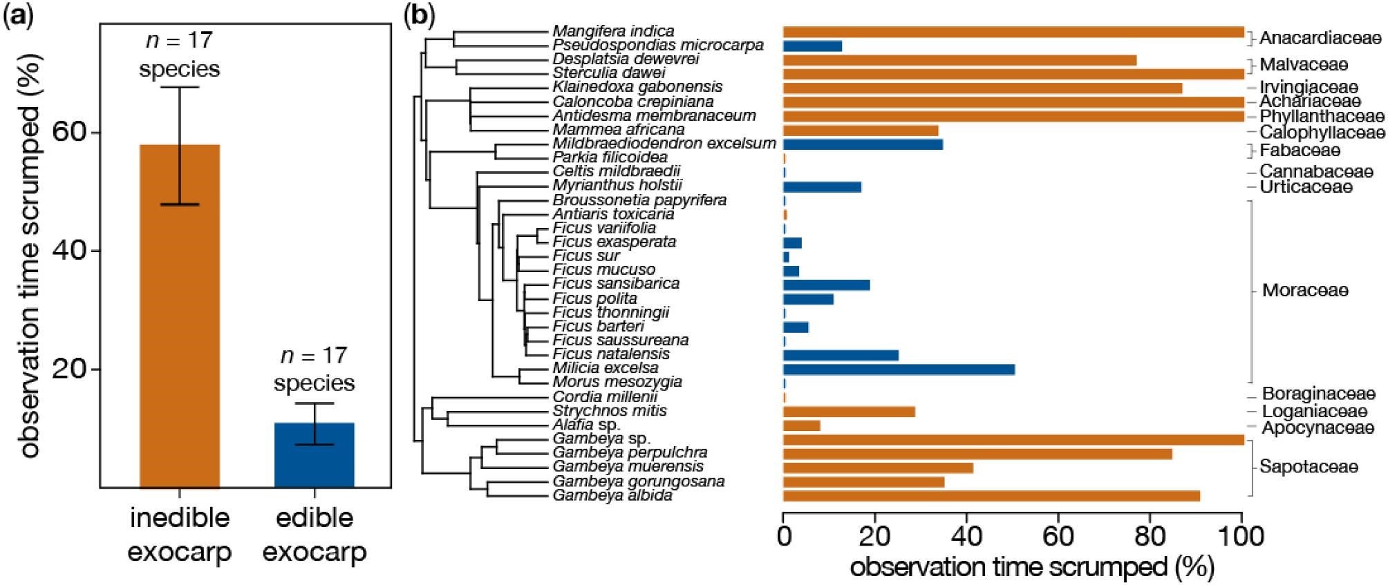 The chimpanzees of Budongo, Uganda, tend to (a) scrump fruits with inedible exocarps (t(19.9) = 4.51, p = .0002; n = 638 hours of fruit-feeding observations). The (b) phyletic distribution of scrumping frequency, color coded by exocarp edibility. 