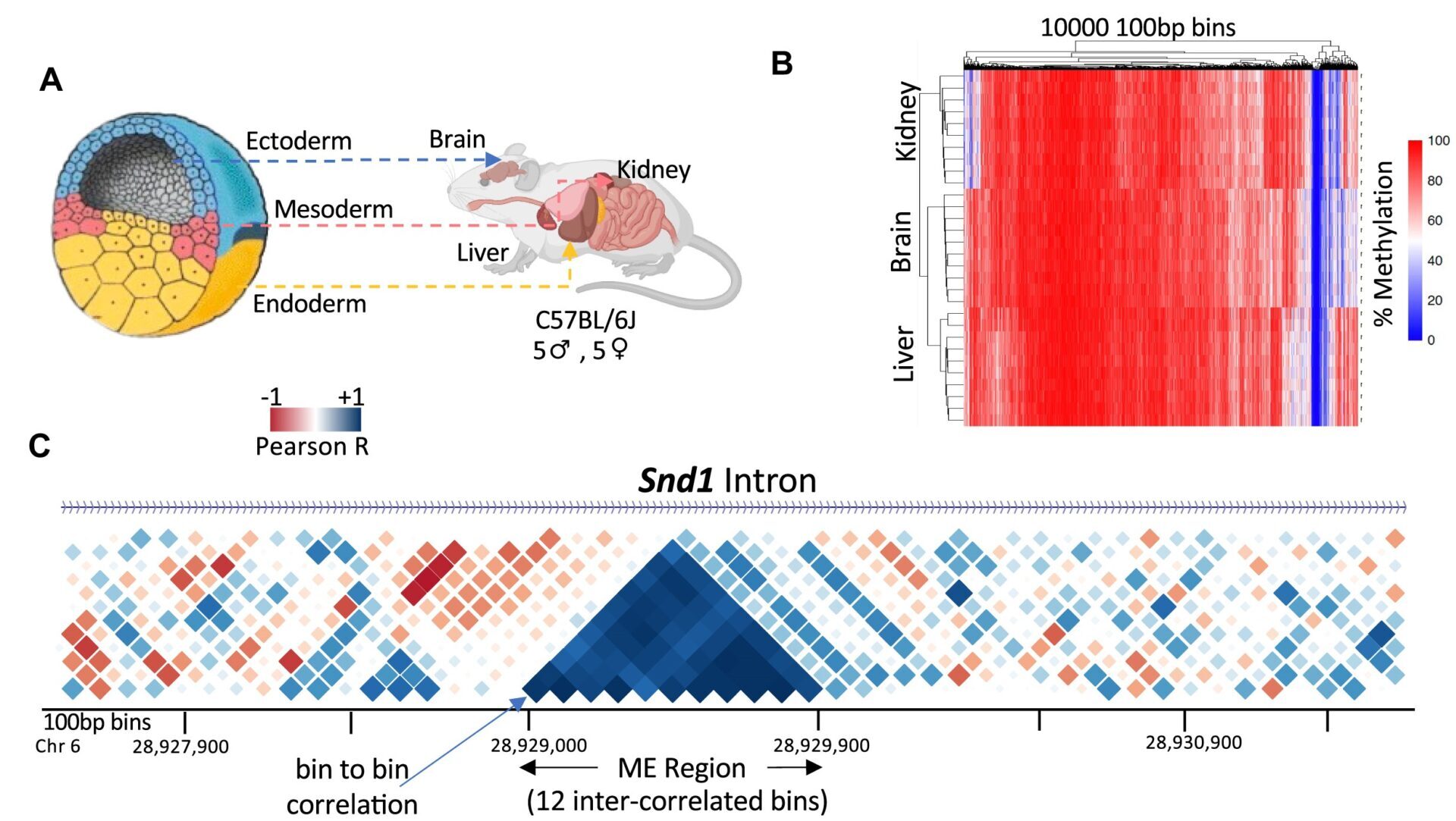 Screen for SIV identifies a small number of MEs, but also sex-associated SIV regions