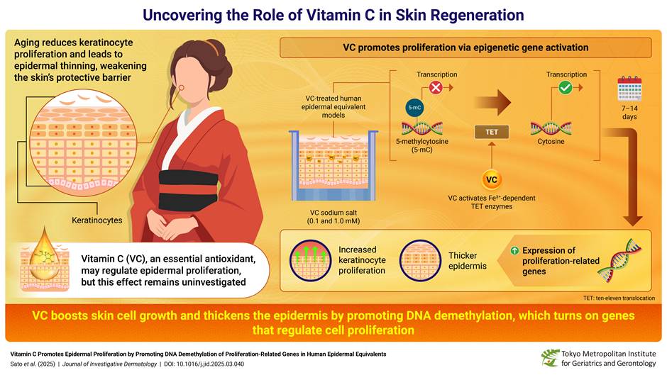 VC is known for its antioxidant properties in the skin and has been previously shown to boost collagen synthesis.