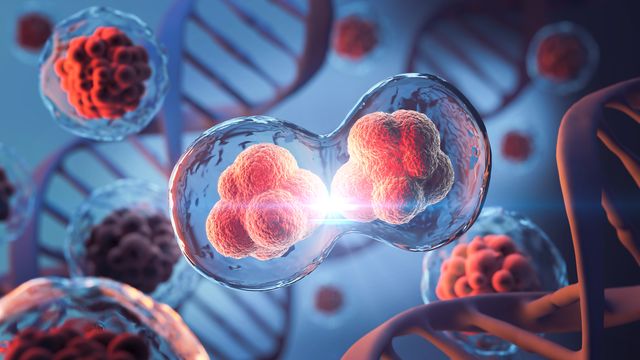 Reducing fat in the body might play a direct role in slowing cancer growth. 