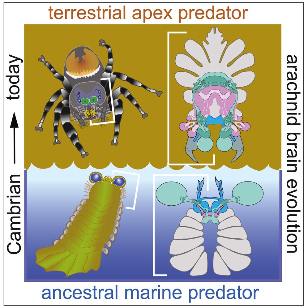 Graphical abstract. Fossils from the lower Cambrian provide crucial insights into the diversification of arthropod lineages: Mandibulata, represented by centipedes, insects, and crustaceans. 