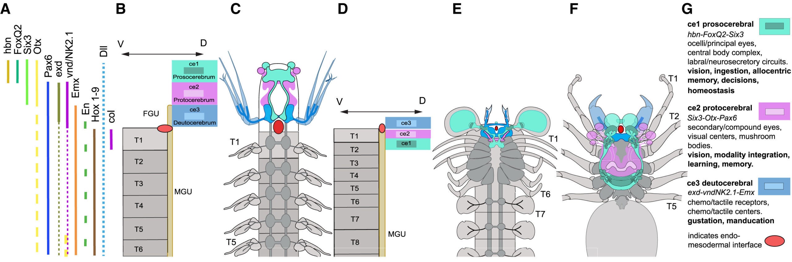 Comparative morphogenetic and phylogenetic evidence reveal Mollisonia symmetrica as an upper stem arachnid