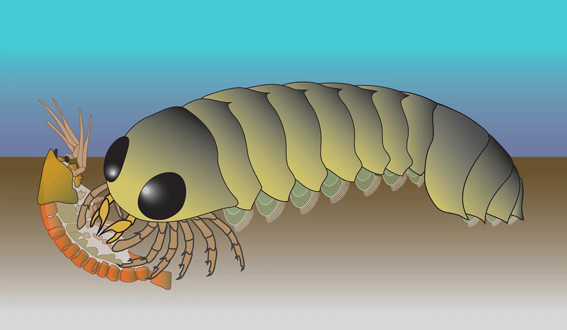 Illustration of what the Mollisonia animal would have looked like at the time it lived, more than 500 million years ago.