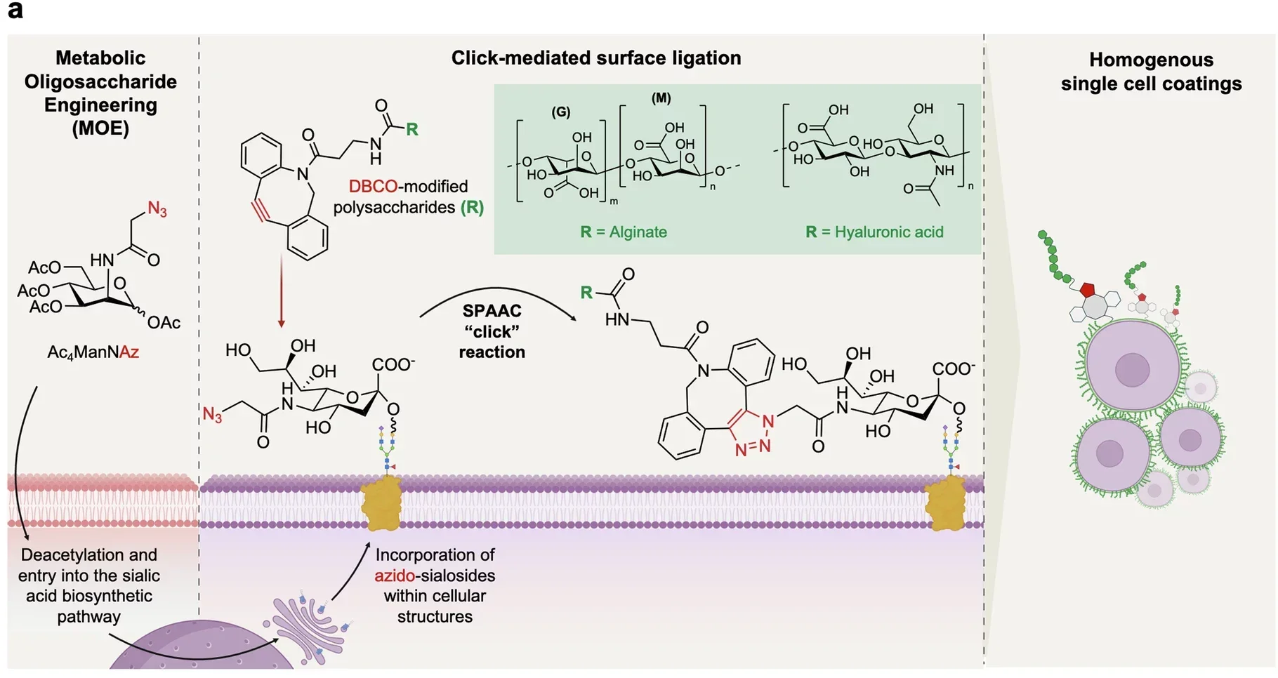 Whole-cell polysaccharide coating of HPCs through MOE.
