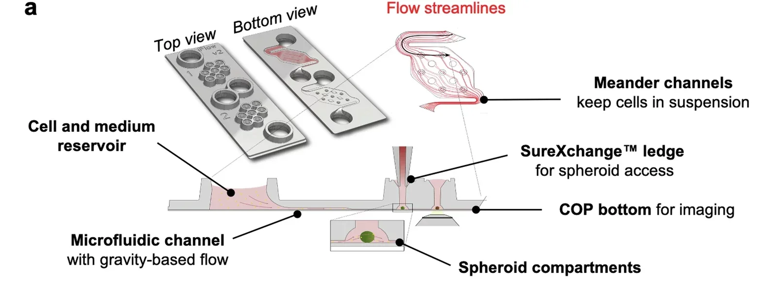 Schematic representation of InSphero Akura ImmuneFlow chip used for the study of coated HPCs engraftment to hLMTs under gravity-induced flow.