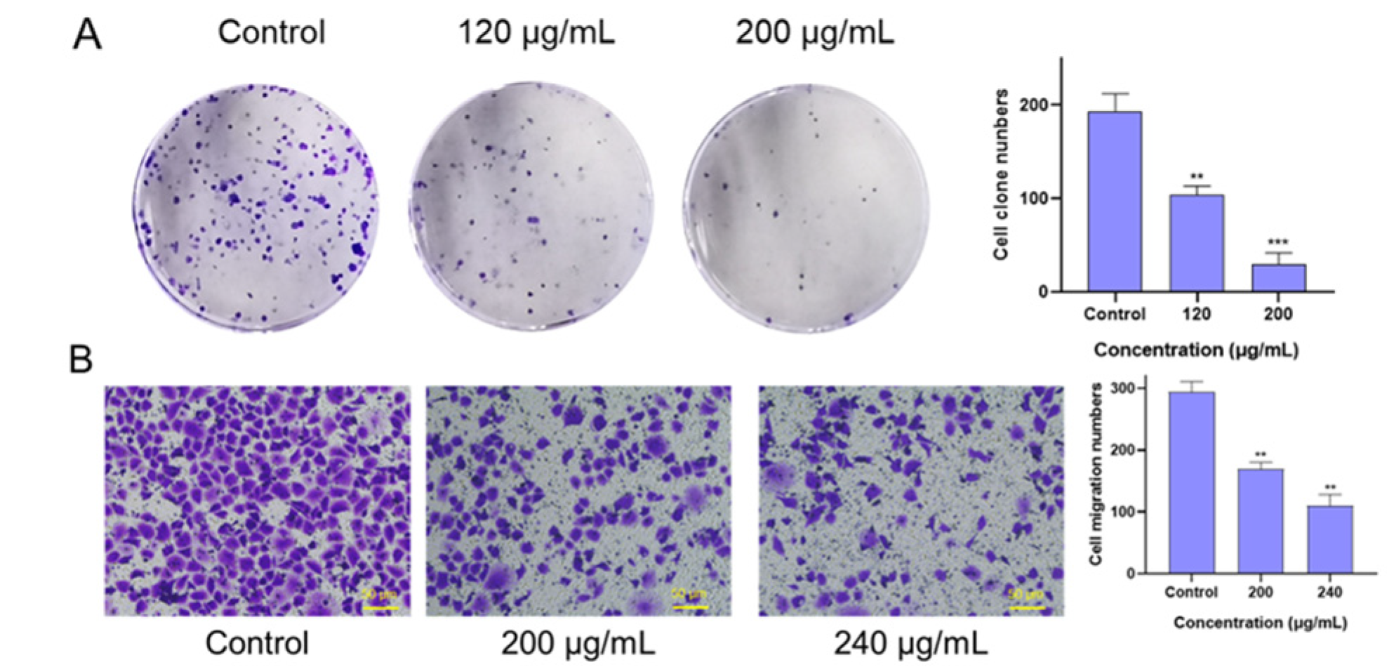 Effects of FSLE on the proliferation and migration of PANC-1 cells. (A) FSLE inhibits the proliferation of PANC-1 cells after 10 d of treatment. (B) The impact of FSLE on PANC-1 cells’ migration after 48 h of treatment.