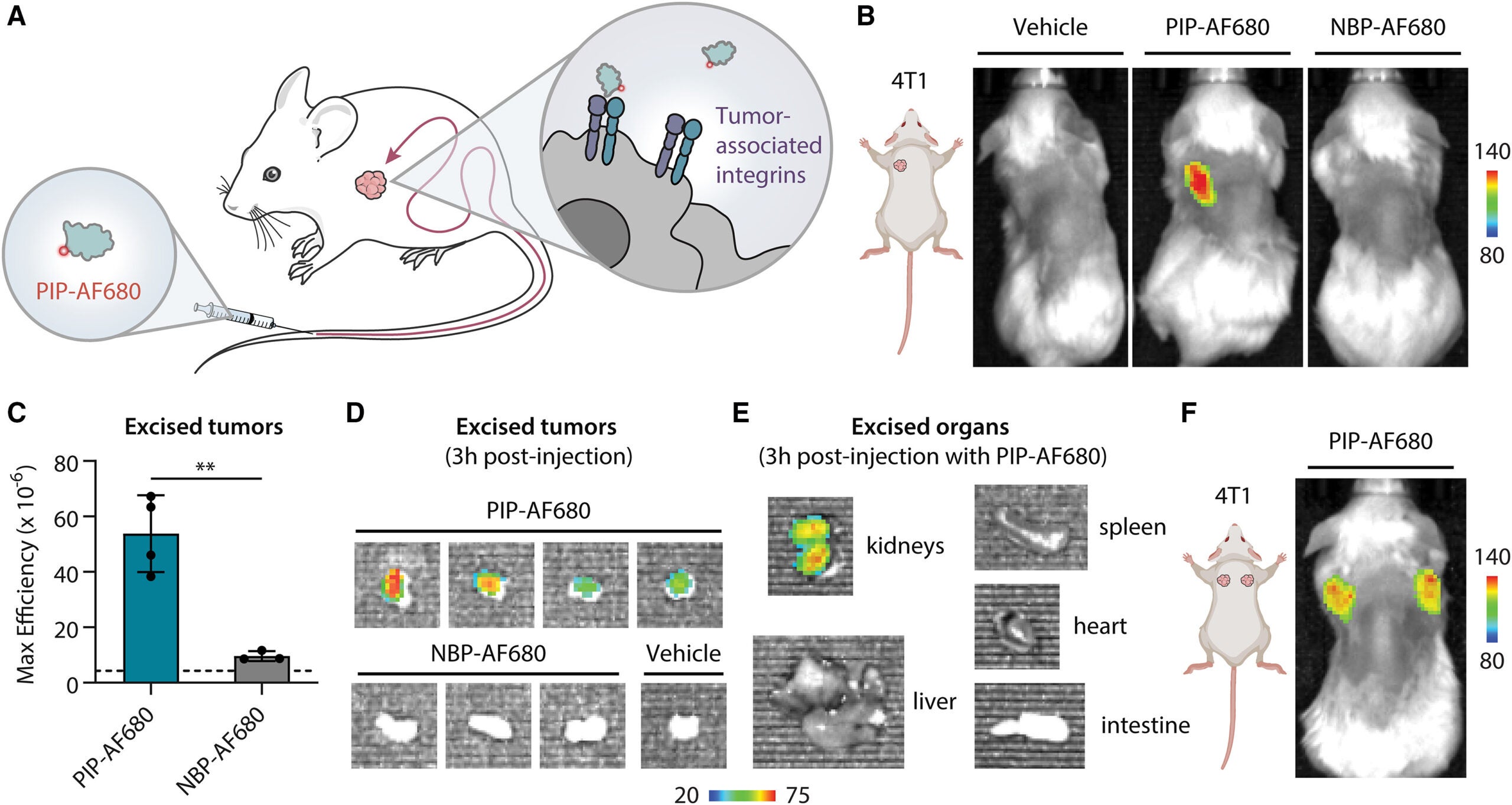 Schematic showing PIP-AF680 localizing to a tumor after intravenous (IV) injection by binding tumor-associated integrin receptors.
