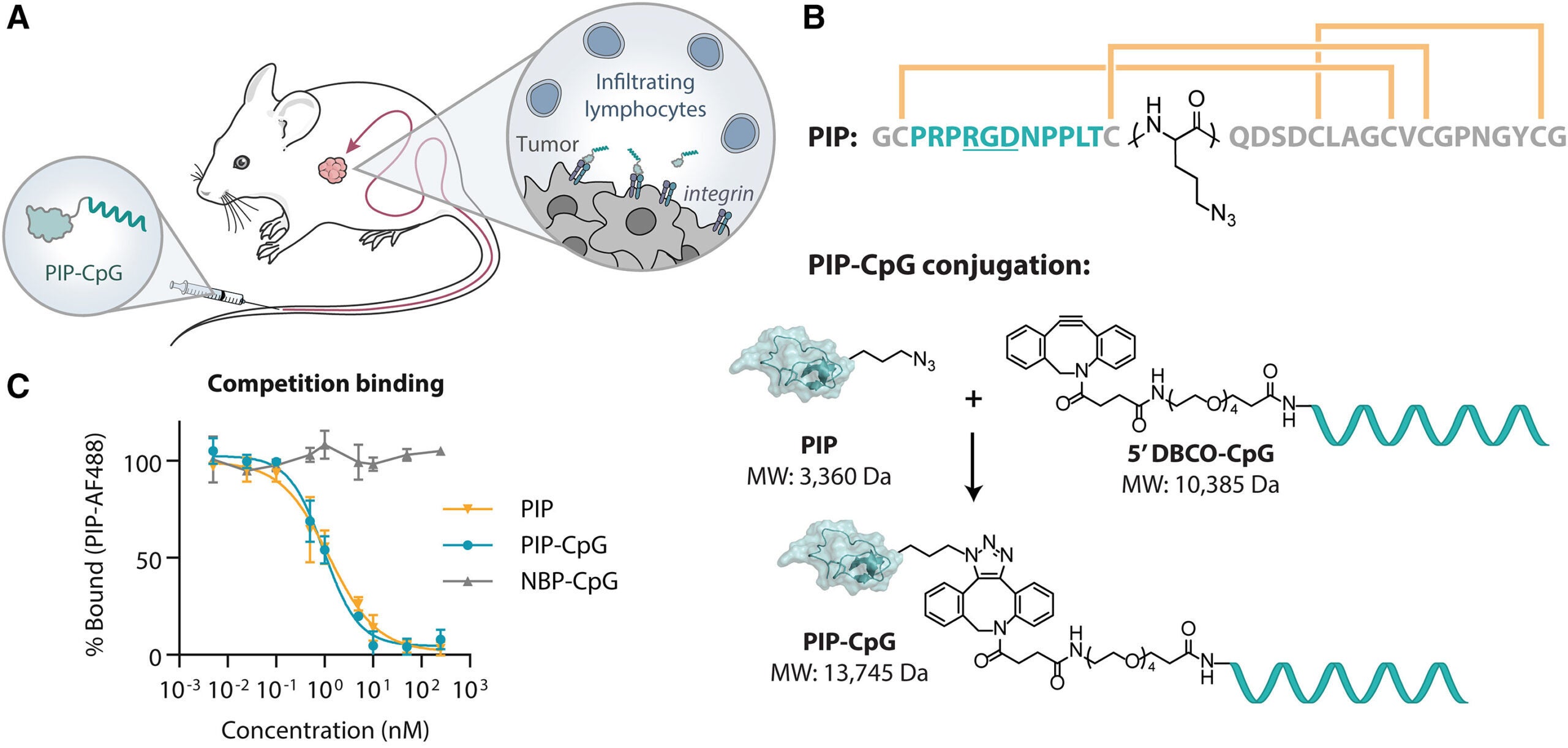 Schematic showing PIP-CpG localizing to a tumor after IV injection by binding tumor-associated integrin receptors.