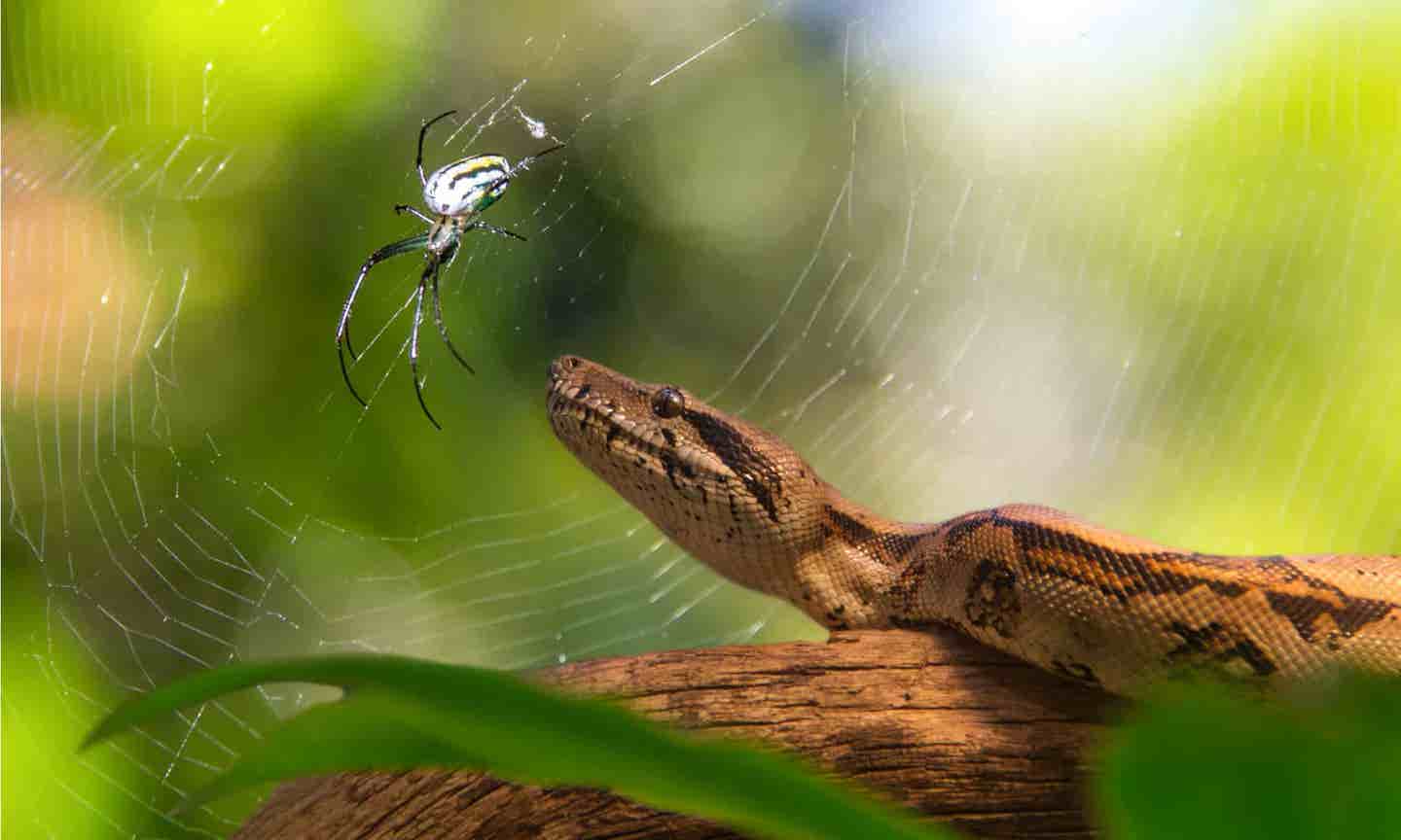 Venom and AI team up to uncover new antibiotics that fight drug-resistant bacteria.