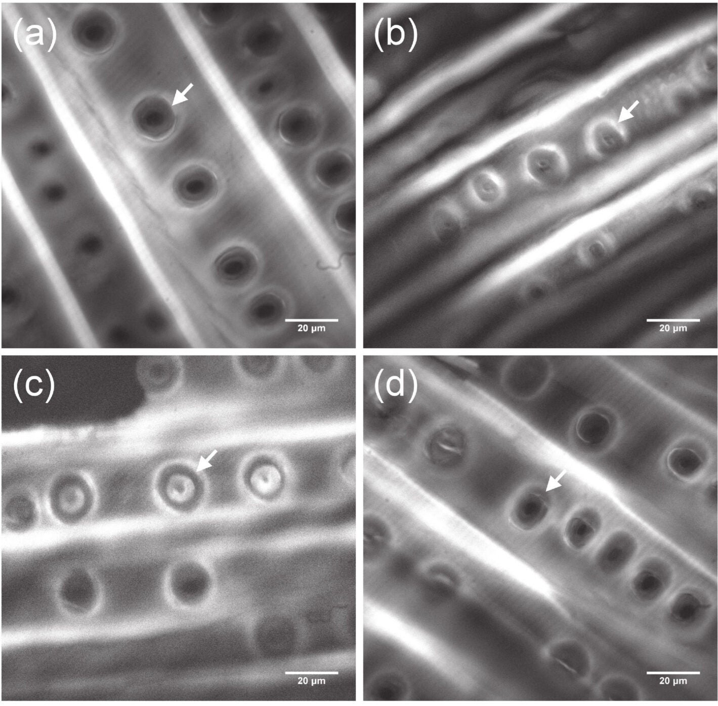 Optical-sectioning hyperspectral images of spruces: a) Amati SC1, b) Stradivari SC4, c) modern SM3, and d) modern SM5, showing tracheid cells with bordered pits (arrows).