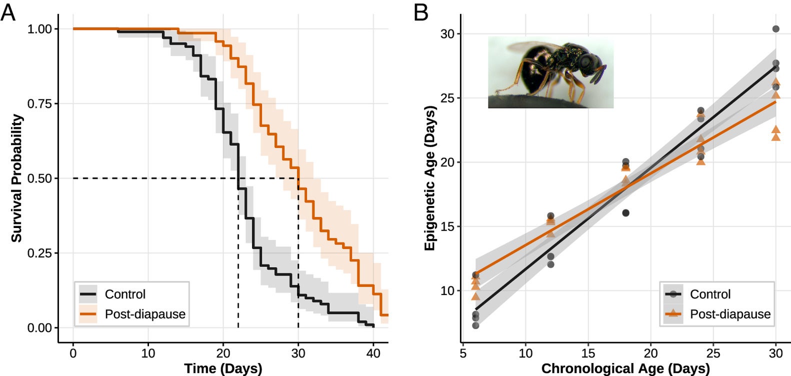 Diapause effect on lifespan and epigenetic aging.
