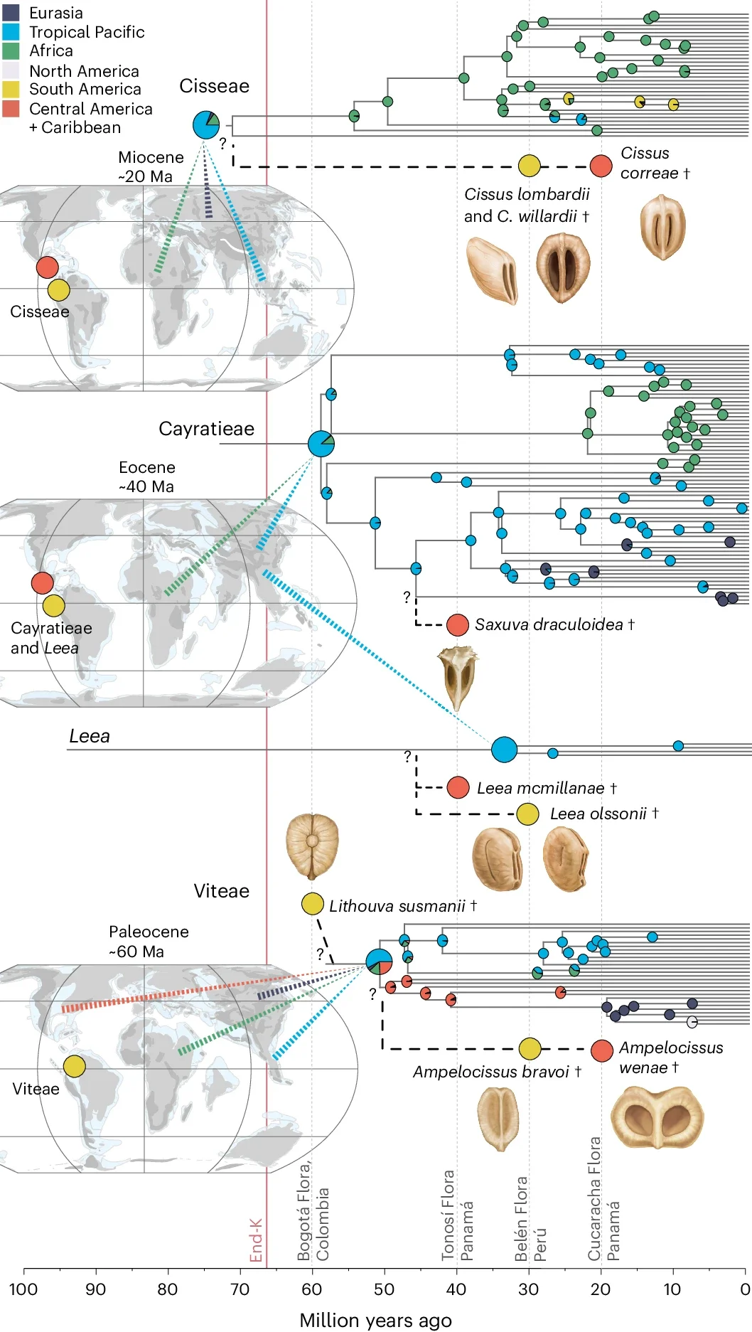 Viteae, Leea, Cayratieae and Cisseae based on molecular phylogenies and extant distributions. The ancestral areas were reconstructed using the DEC model in RASP and stochastic mapping on the time-calibrated phylogeny