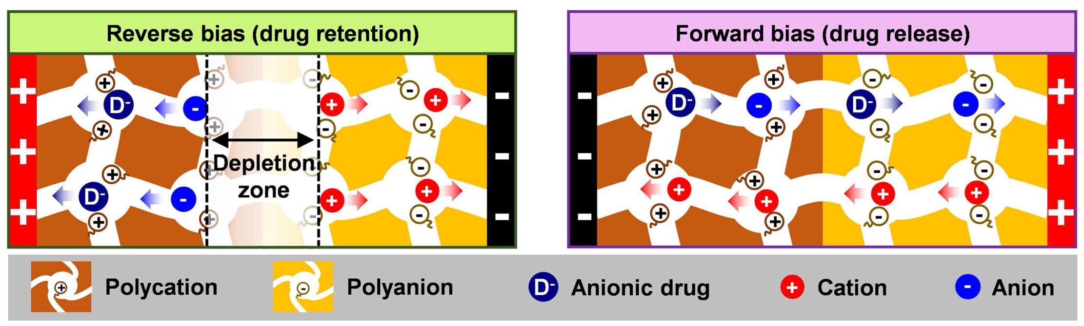 Characterization of electrophoresis of ionic diode for on-demand drug release.