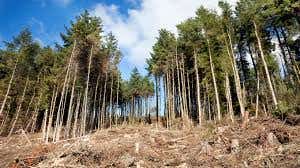 Burying wood debris could remove billions of tons of CO₂ from the air and lower global temperatures by up to 0.42°C.