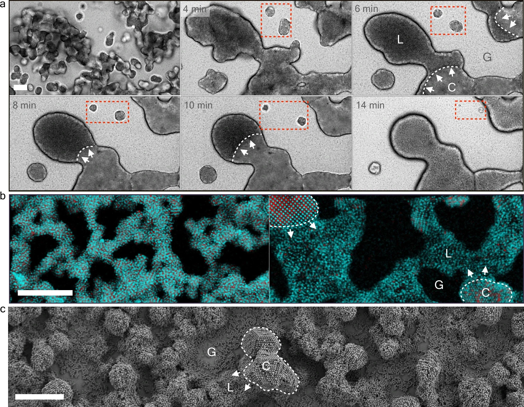 Nucleation. Optical microscopy images showing a time-lapse of the nucleation of NaCl-like colloidal crystals via a two-step mechanism involving a metastable amorphous phase.