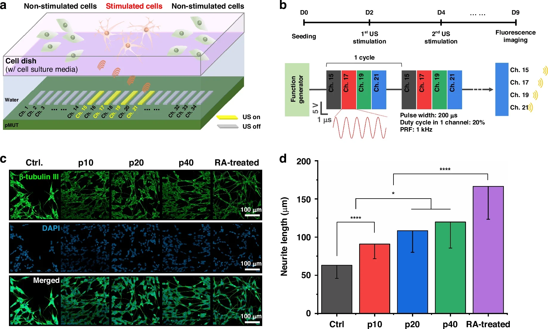 Evaluation of the effect of ultrasound stimulation using the pMUT on cell differentiation.