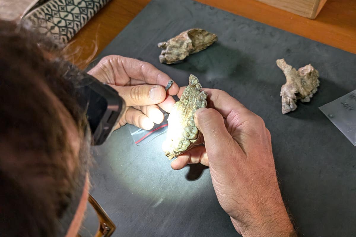 University of Arkansas Associate Professor Lucas Delezene compares one of the incisors the team discovered to an Australopithecus maxilla (upper jaw) from Hadar at the National Museum of Ethiopia.