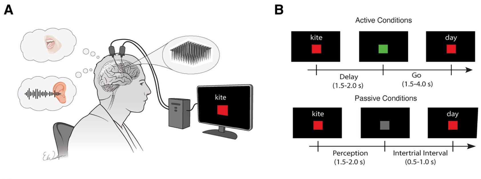 Inner speech, perceived speech, and silent reading are represented in the ventral and mid precentral gyrus