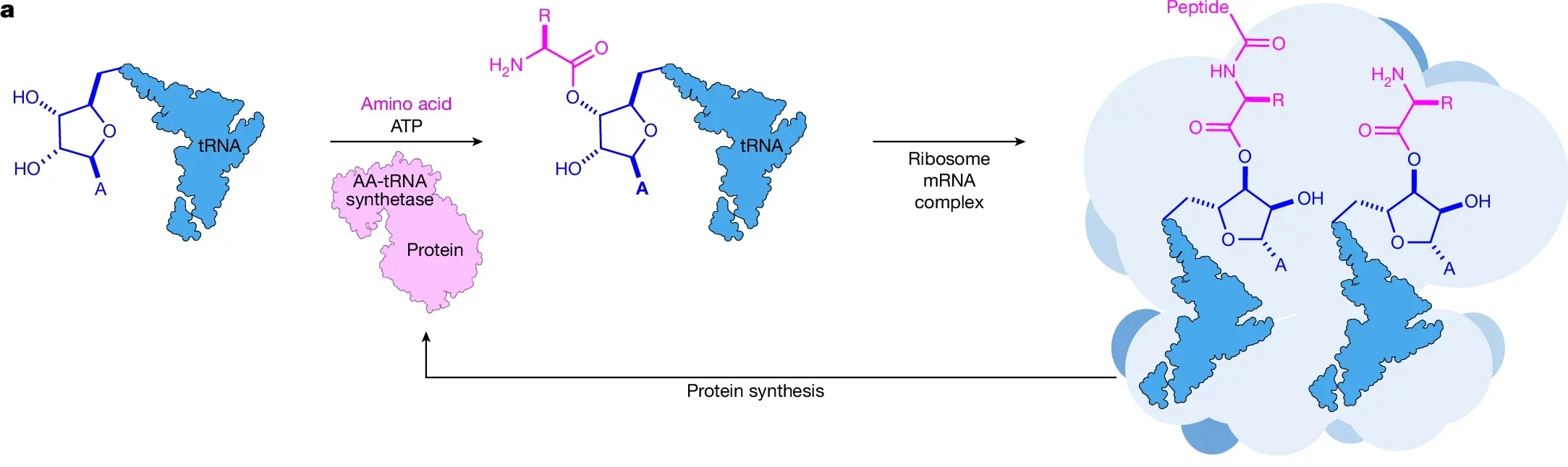 Schematic showing the two-step mechanism of RPS. RNA aminoacylation is controlled by aminoacyl-tRNA synthetase enzymes, which are themselves produced by RPS. 